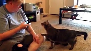 Human-Cat Translator Fail screenshot 5