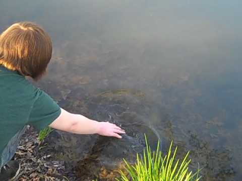 AMAZING FISH VIDEO! LARGE MOUTH BASS