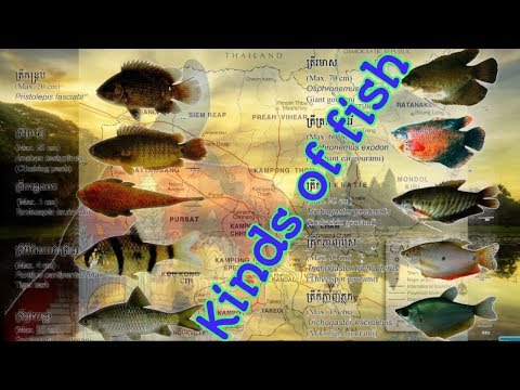 Learning Names of Fish in Tonle Sap River/រៀនដឹងពីប្រភេទនៃត្រីនៅទន្លេសាប