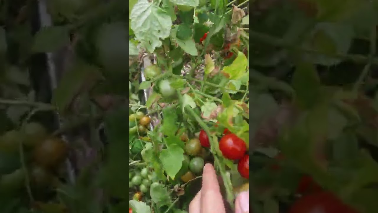 20 августа 2022 г.