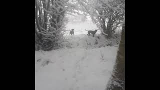 Poppy And Milo, Snow. 8121