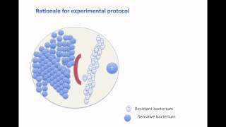 Famous Agar Diffusion Method Profile
