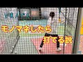 ど素人でも一流選手のモノマネしたら打てるようになっちゃう説。誰のフォームが1番打ちやすいのか検証！