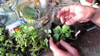 How to Seed Start Stevia and Transplant It: Super Sweet & Super Hard to Germinate - MFG 2014