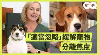 Veterinarian Explains How to Prevent Separation AnxietyGQ Taiwan