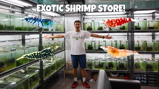 Rare & Exotic SHRIMP STORE TOUR! Shrimps Affair Singapore