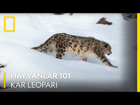 Video: Hayvan Kar Leoparı: Açıklama, Habitat