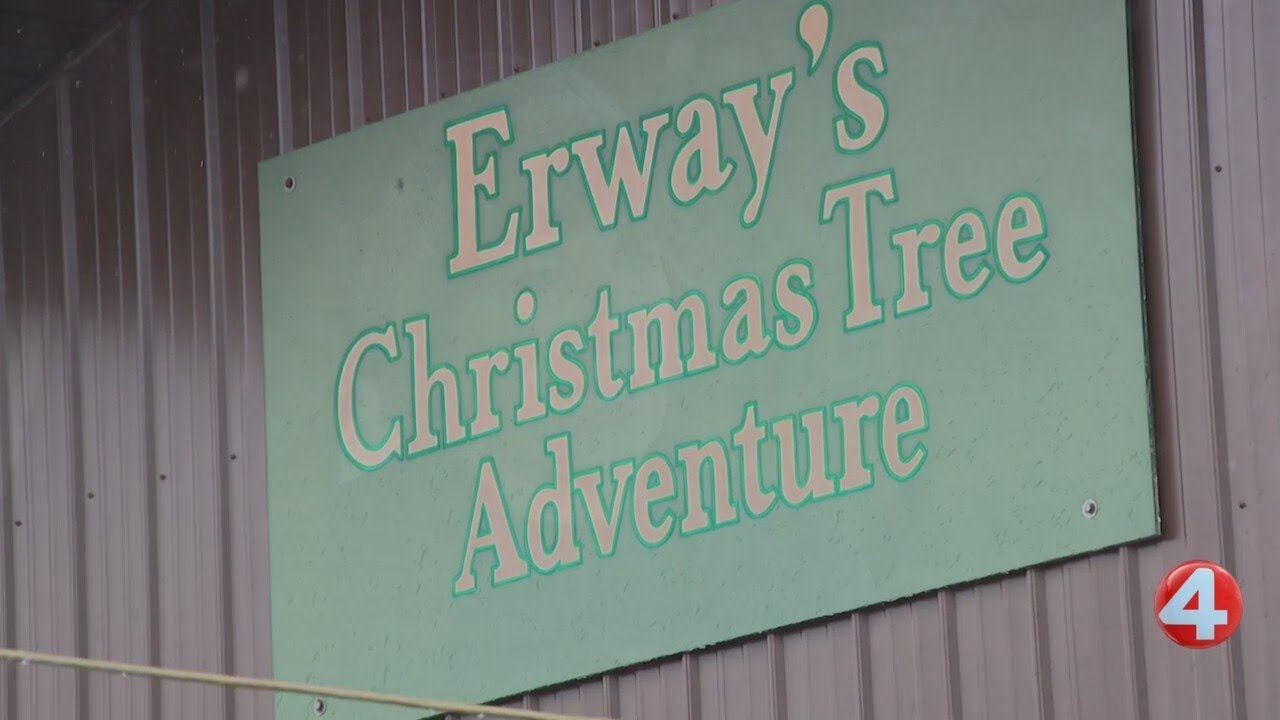 Local Christmas tree farm returns - YouTube