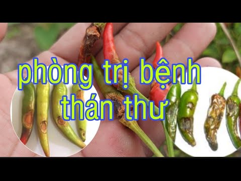 Video: Bệnh Thán Thư Hại Nho (18 ảnh): Cách điều Trị Bệnh? Làm Thế Nào để điều Trị Quả Mọng Và Lá Bằng Thuốc? Các Phương Pháp điều Trị Hiện đại Tốt Nhất Cho Bệnh