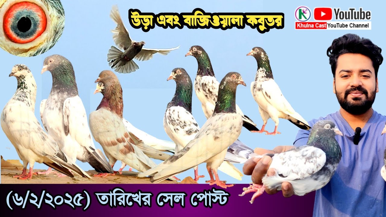 লফ্টের কবুতর বিক্রয় হইবে।।উড়া এবং বাজিওয়ালা কবুতর।।Pakistani grivas kabootar