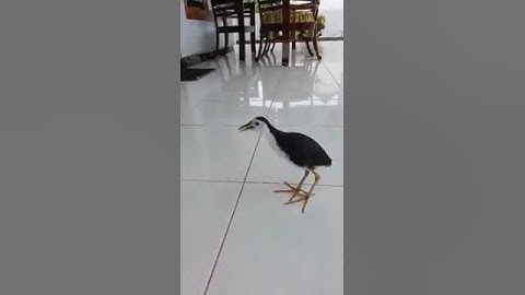 Burung Ruak-ruak - Ayam-ayaman Gacor