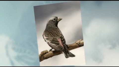 Birding For Beginners - How To Get Started