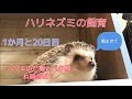 ハリネズミのベタ慣れ方法と食事紹介だよ