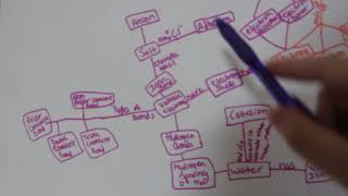 Cell Biology Lab 1- Chemistry Concept Map