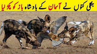 Animals Mercilessly Attacking Birds Of Prey &amp; Ripping Them Apart | NYKI