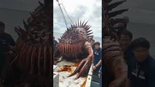 Fishermen Discover a Rare Beast Hidden Beneath the Waves!