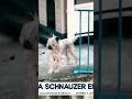 Activistas exigen rescate de schnauzer abandonado en azotea | Shorts | Francisco Zea