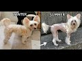 Chinese Crested hairy hairless Winter to Summer transformation pony cut show groom