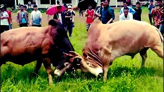 animal fight HD video 1080p | wild animals videos | animals fighting videos - cow fighting video