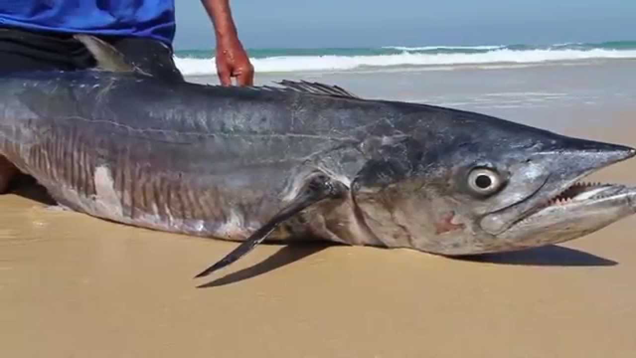 Fraser Island Teaser 2014 Huge Sharks & Mackerel in HD & GoPro YouTube