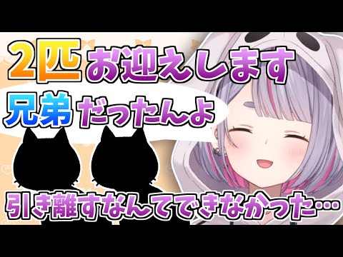 兄弟の猫をお迎えすることが決まりウキウキなみみたや【ぶいすぽ/兎咲ミミ/切り抜き】