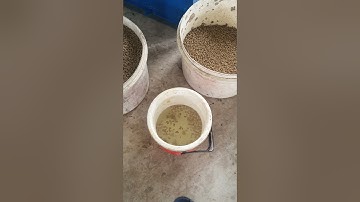 Máy làm cám nổi cho cá 500 kg/ giờ điện thoại 0936253876