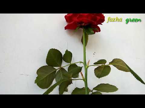 Video: 3 Cara Menanam Bunga Mawar Dari Sejambak