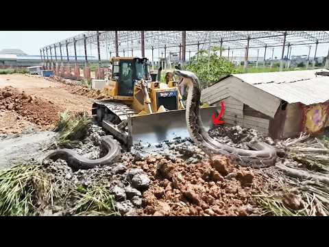 Nicely Complete 100% Special Land Filling Up Bulldozer SHANTUI and 25Ton Hyundai Truck Delivery