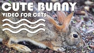 Entertainment Video For Cats And Dogs - Cute Bunny. Cat Tv.