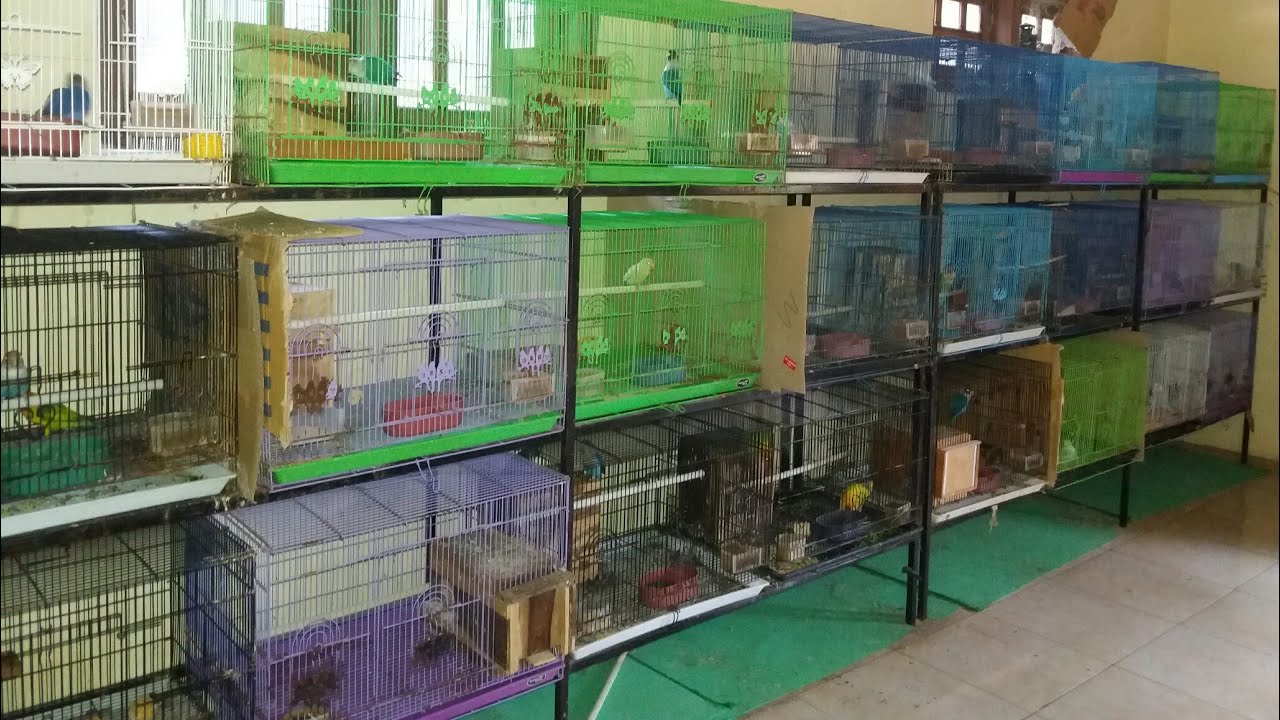  KANDANG  TERNAK  LOVEBIRD  WARNA ABDU SALAM BIRD FARM YouTube