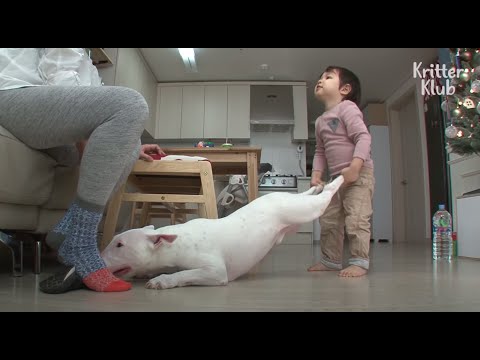 Dog Obsessed Over A Clean Floor Won&rsquo;t Let Anything On The Floor  | Kritter Klub