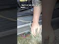 SNOOTER DOG vs. SQUIRREL DOG,,, CATION SOME VIOLENCE !! *#dog #dogtraining #dogshorts