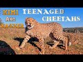 Abi  her cheetah cubs kimi  kayzer as teenagers  meet gabriel eats zebra tail vet visit play yell