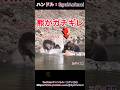 ジャイアンのように横取りするクマ… #熊 #ヒグマ #animals #動物 #おすすめ