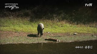 INTOTHEWILD:DMZ 동족상잔 비극의 땅 DMZ, 죽은 동족을 만난 멧돼지의 선택은? 190227 EP.1