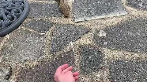 Reticulated Python comes to say hello, then ignores me