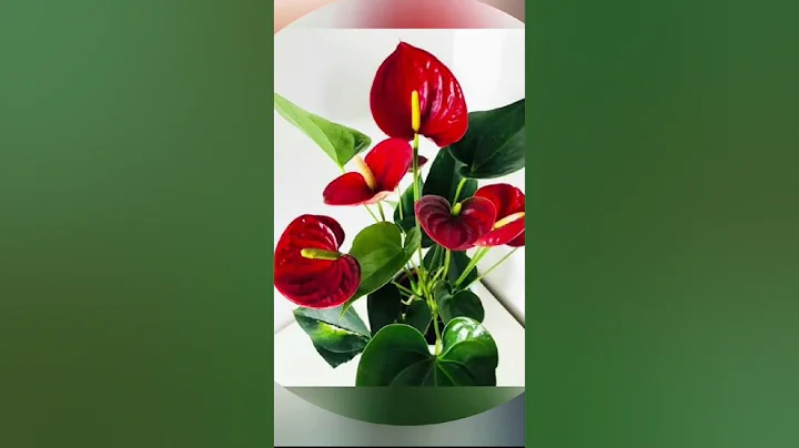 5 Best Beautiful Indoor Flowering Plants/Plants Which Grows Without Sunlight #trending #ytshorts