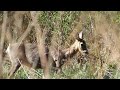 5.05.2016 - Stirnu 'riešana' - Лай косули - Roe deer barking