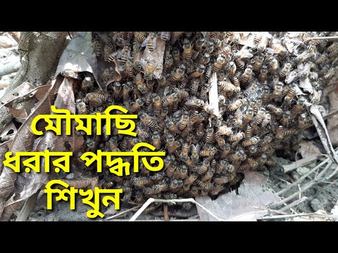 ভিডিও: একটি মধু পঙ্গপাল কি: মধু পঙ্গপাল গাছের যত্ন এবং