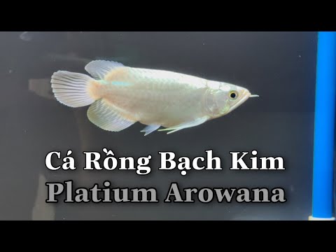 Video Cá Rồng Bạch Kim short body siêu hiếm - Rarest Platium... - youtube