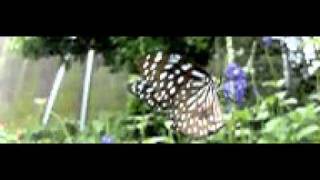 Samsung WB2000 High Speed Sample (1000fps) Butterfly fly