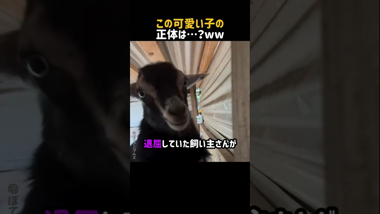 この可愛い子の正体は…？