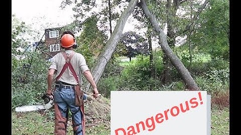 DANGEROUS TREES!! Widow maker
