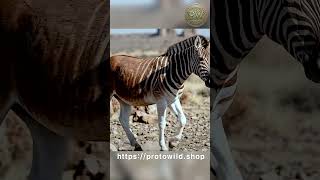 [16K Extreme Realism] 콰가! 1883년 멸종 Equus quagga quagga