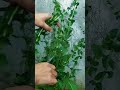 #farmoratv #nature #asmr #satisfying