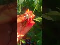ki flower eta ?🤷