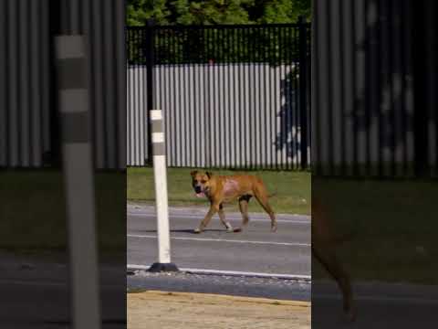 Dog RUNS Across HIGHWAY During Rescue | Pit Bulls and Parolees | Animal Planet