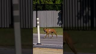 Dog RUNS Across HIGHWAY During Rescue | Pit Bulls and Parolees | Animal Planet
Stream Full Episodes of :
https://www.animalplanet.com/tv-shows/
Subscribe to Animal Planet:
https://www.youtube.com/channel/UCkEBDbzLyH-LbB2FgMoSMaQ?sub_confirmation=1
Join us on Facebook:
https://www.facebook.com/AnimalPlanet
Follow Animal Planet on Twitter:
https://twitter.com/AnimalPlanet
Follow Animal Planet on Instagram:
https://www.instagram.com/AnimalPlanet/ Dog RUNS Across HIGHWAY During Rescue | Pit Bulls and Parolees | Animal Planet