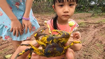 ThảoCady ra vườn bắt cua và các con vật, con cua, khung long, con tắt kè hoa. Part-103