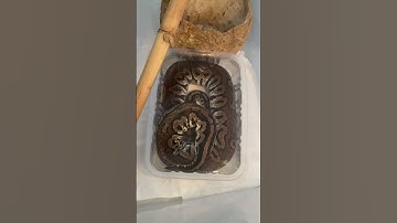 شنا کردن مار بال پایتون 🐍 #مار #snake #پایتون #reptiles #animals #reptile #pets #مار #پایتون